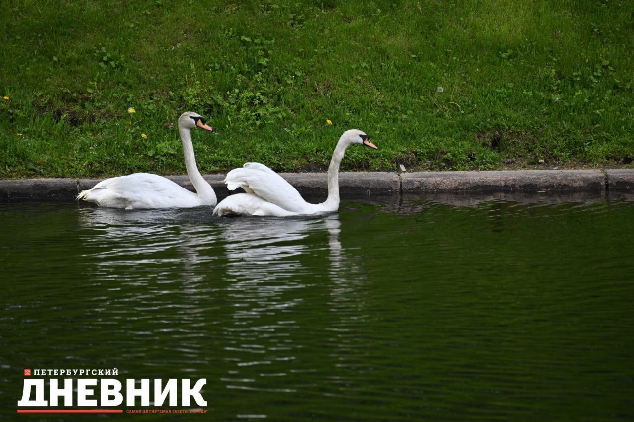Лебеди вернулись в Летний сад