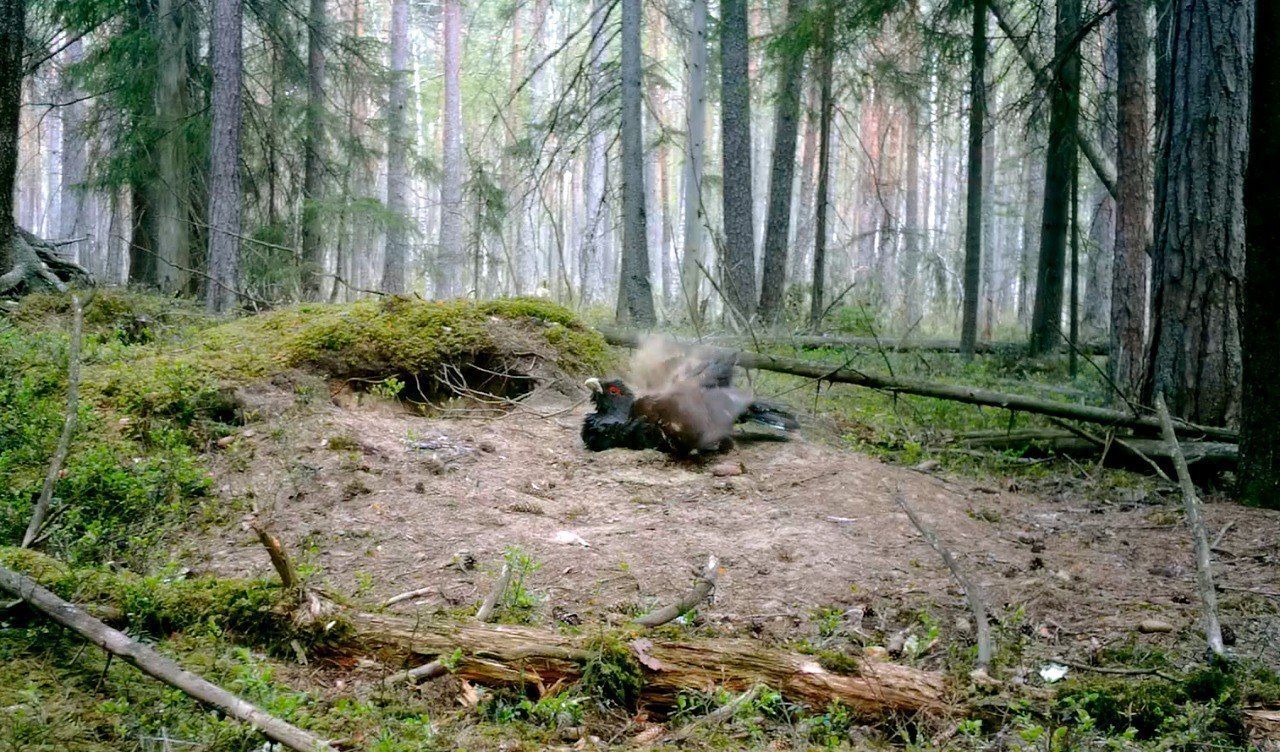 Под Петербургом глухарь принял ванну из пыли