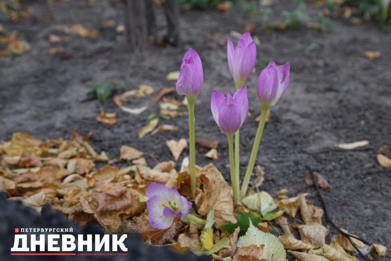 В центре Петербурга зацвел безвременник осенний 