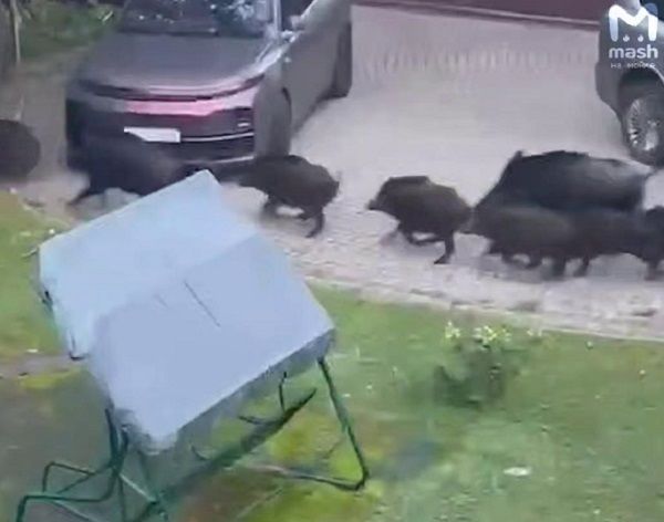 В Петербурге и его окрестностях активизировались кабаны
