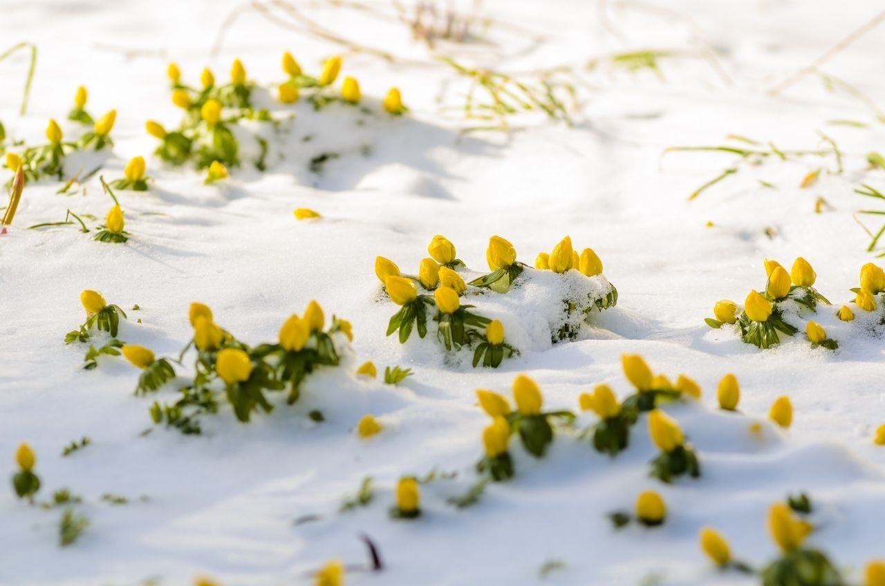 В середине зимы в Ботаническом саду Петербурга распустились первые цветы