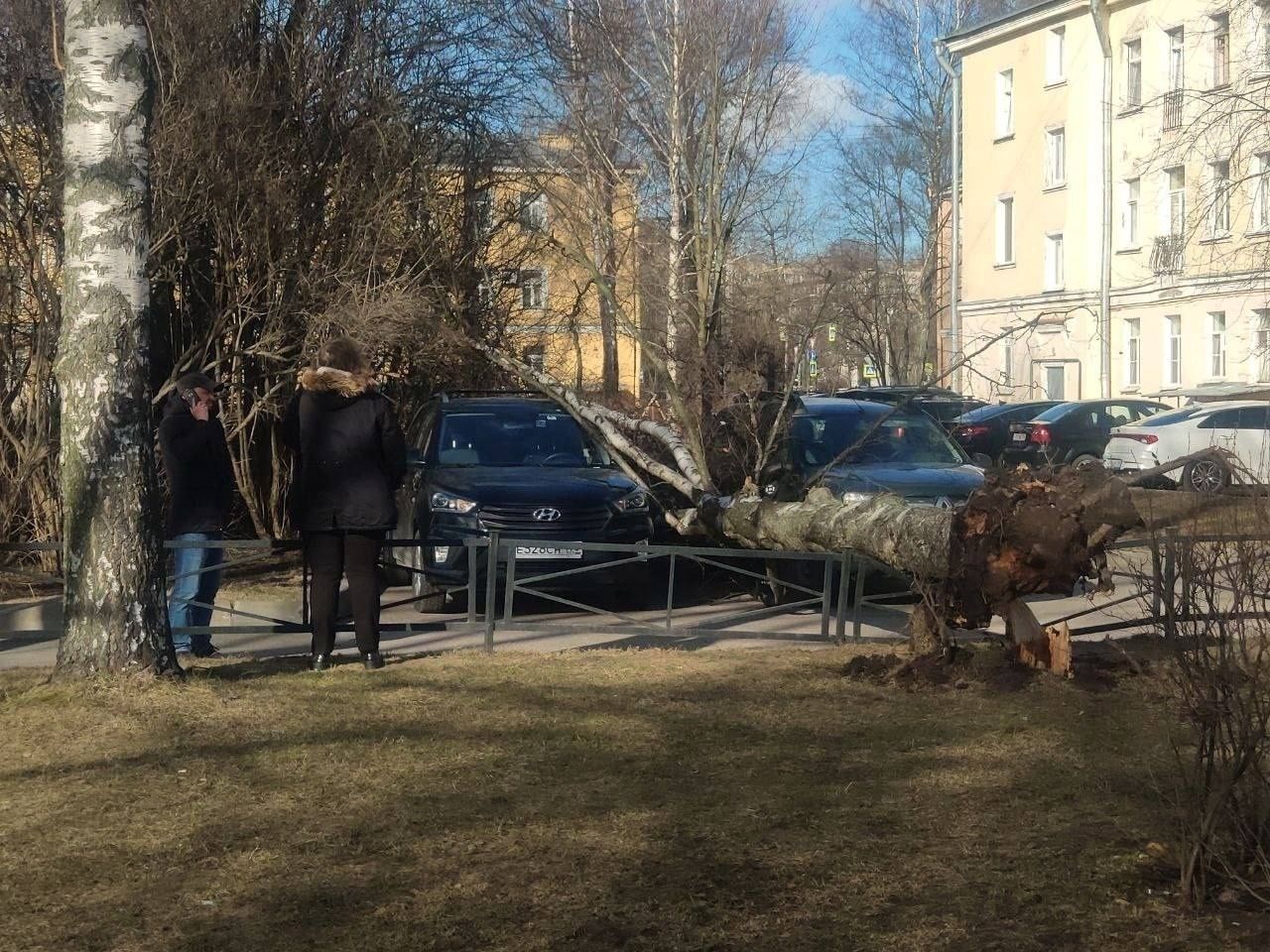 На Герасимовской улице дерево упало ровно между автомобилями