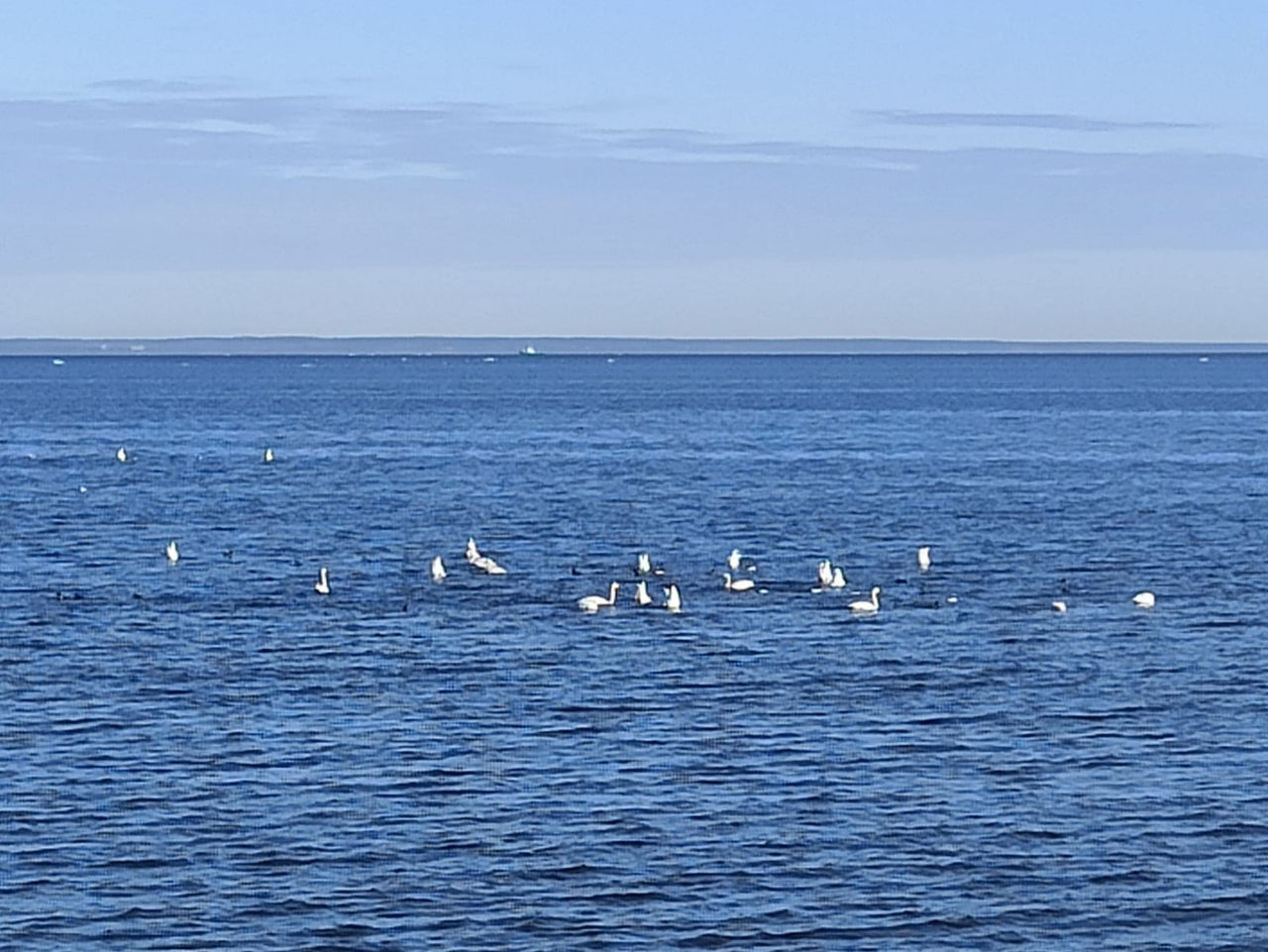 Лебеди на финском заливе 2022