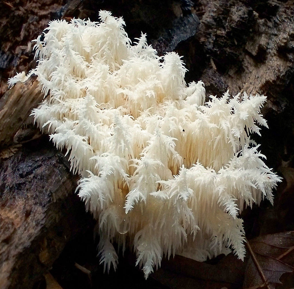 13 Самых странных грибов в мире
