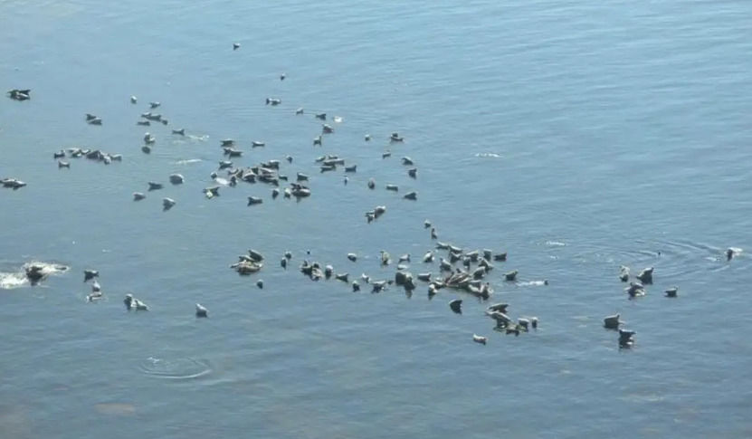 Зоозащитники назвали число краснокнижных тюленей, которые обитают сейчас в Финском заливе