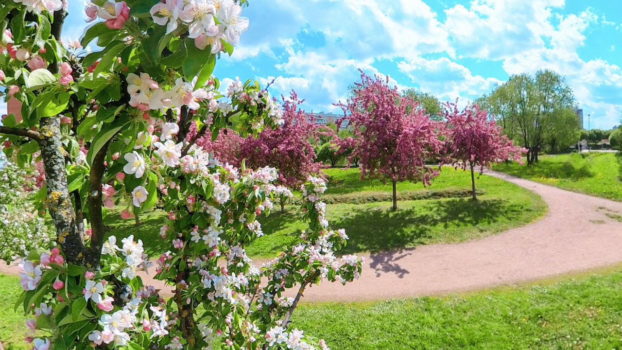 Яблоневый сад (152 фото)