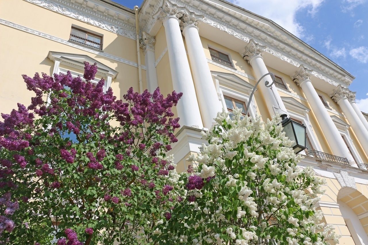 Павловский парк Санкт-Петербург сирень