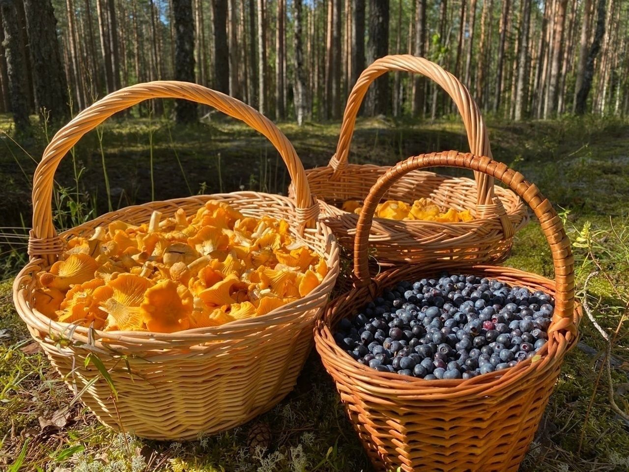 Корзинка с грибами и ягодами