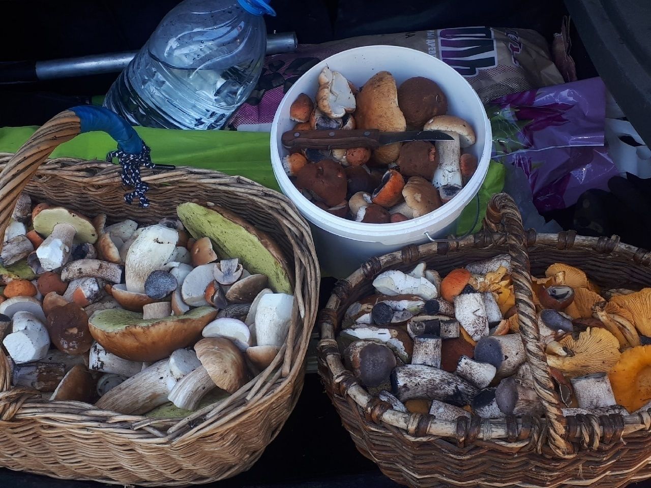 «Это фантастика»: в Гатчинском районе Ленобласти любители тихой охоты собрали несколько корзин белых грибов