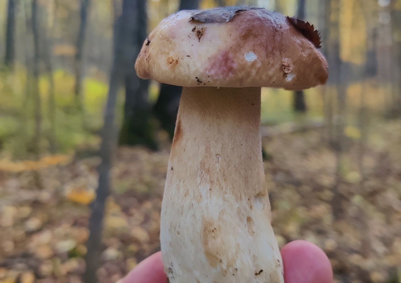 Белые склизкие грибы