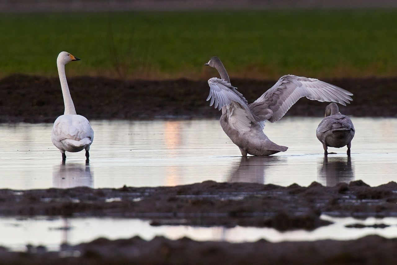 Those swans. Лебеди в тихвине. Моногамия у птиц. Those swans. Лебеди спариваются.
