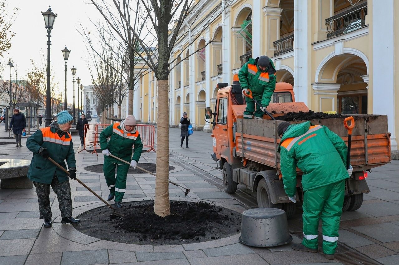 Липы у гостиного двора