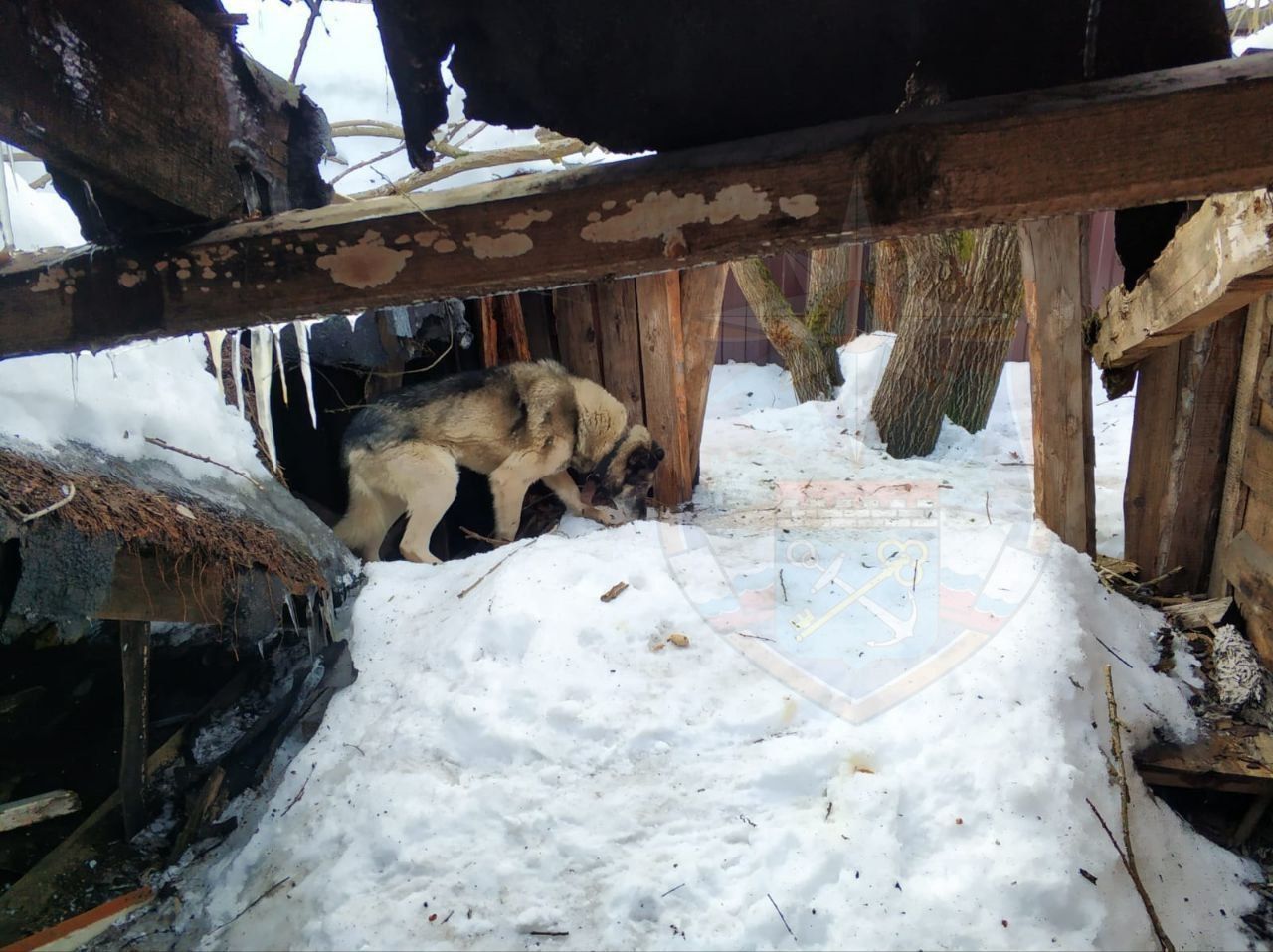 Спасатели пришли на помощь собаке в Лодейном Поле, она провалилась в подвал разрушенного сарая