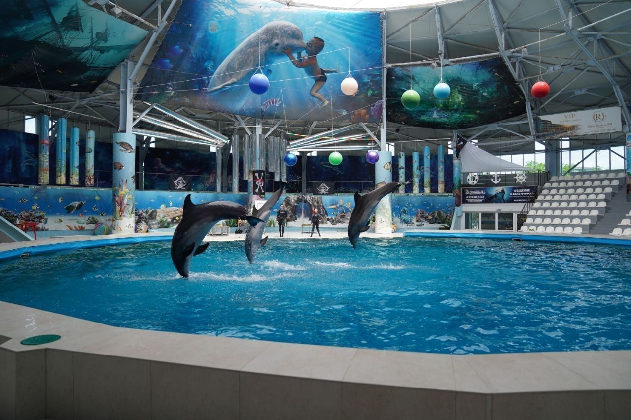 Дети участников СВО смогли бесплатно посетить представление с дельфинами в Евпатории 