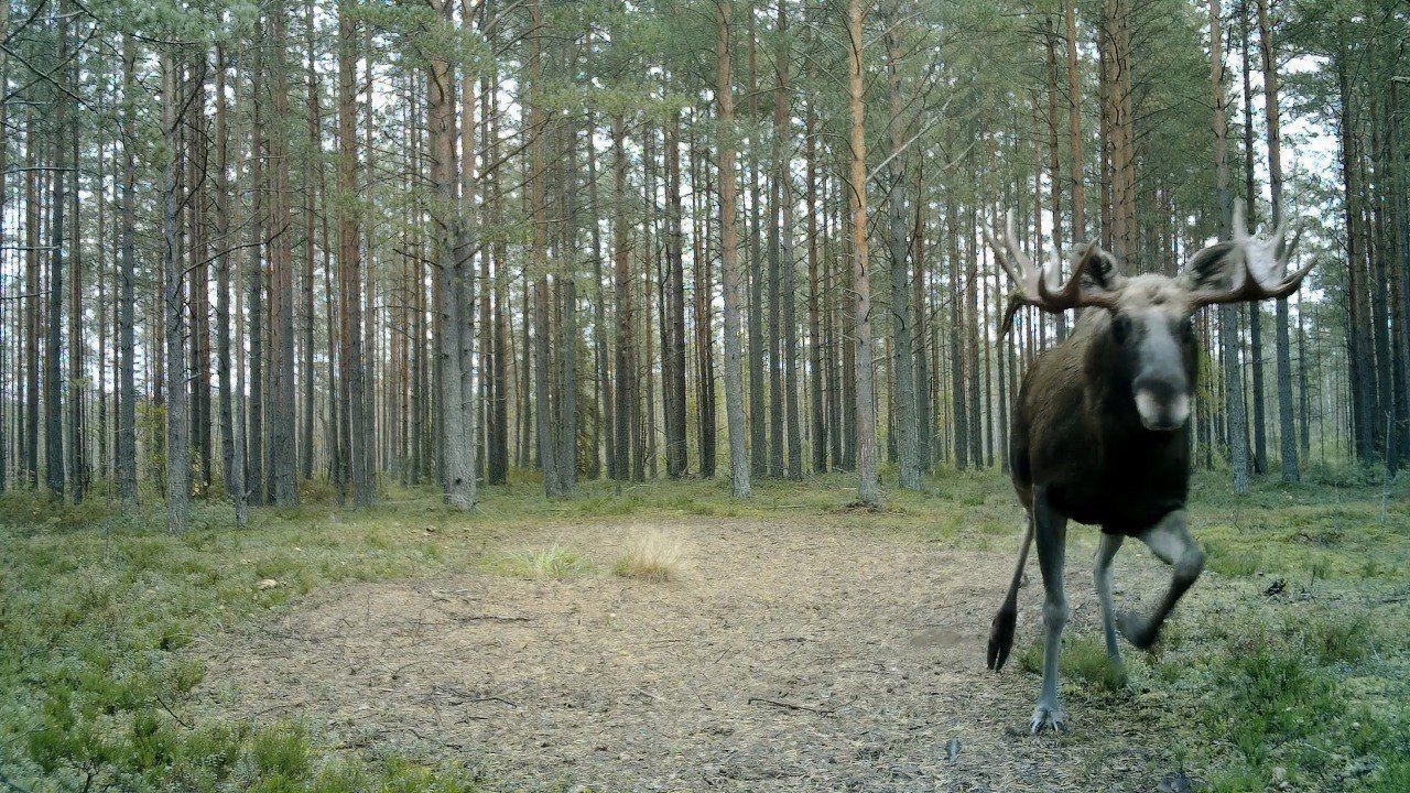 Гон лося звуки. Гон у лосей когда в средней полосе.