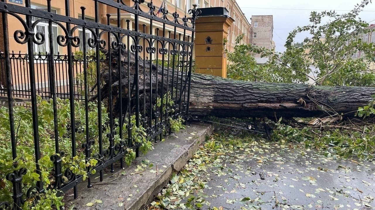 В Петербурге от упавших деревьев пострадали автомобиль и детский сад