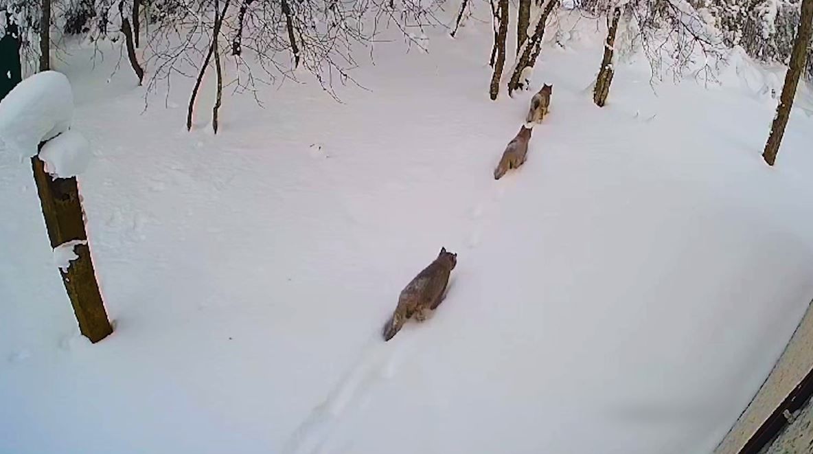 Схема установки петель на косулю