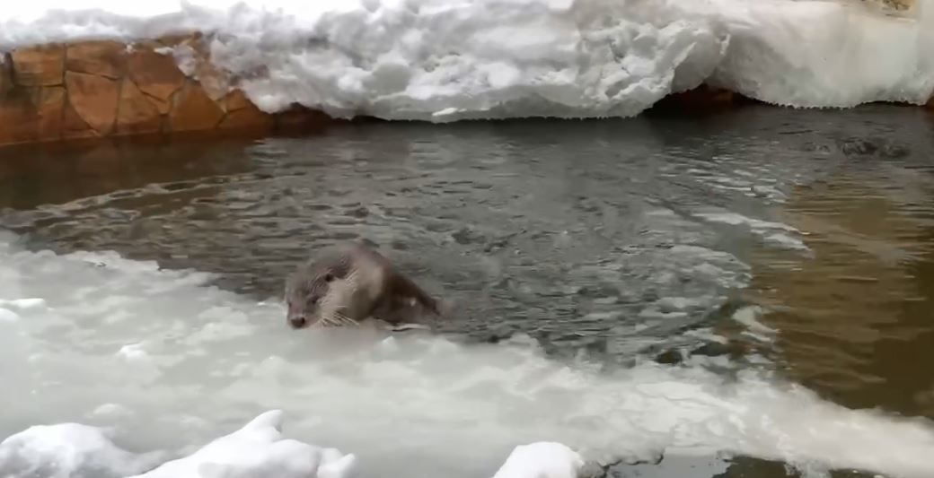 Включи северное