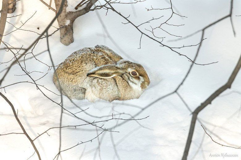 - Lepus europaeus Pall  