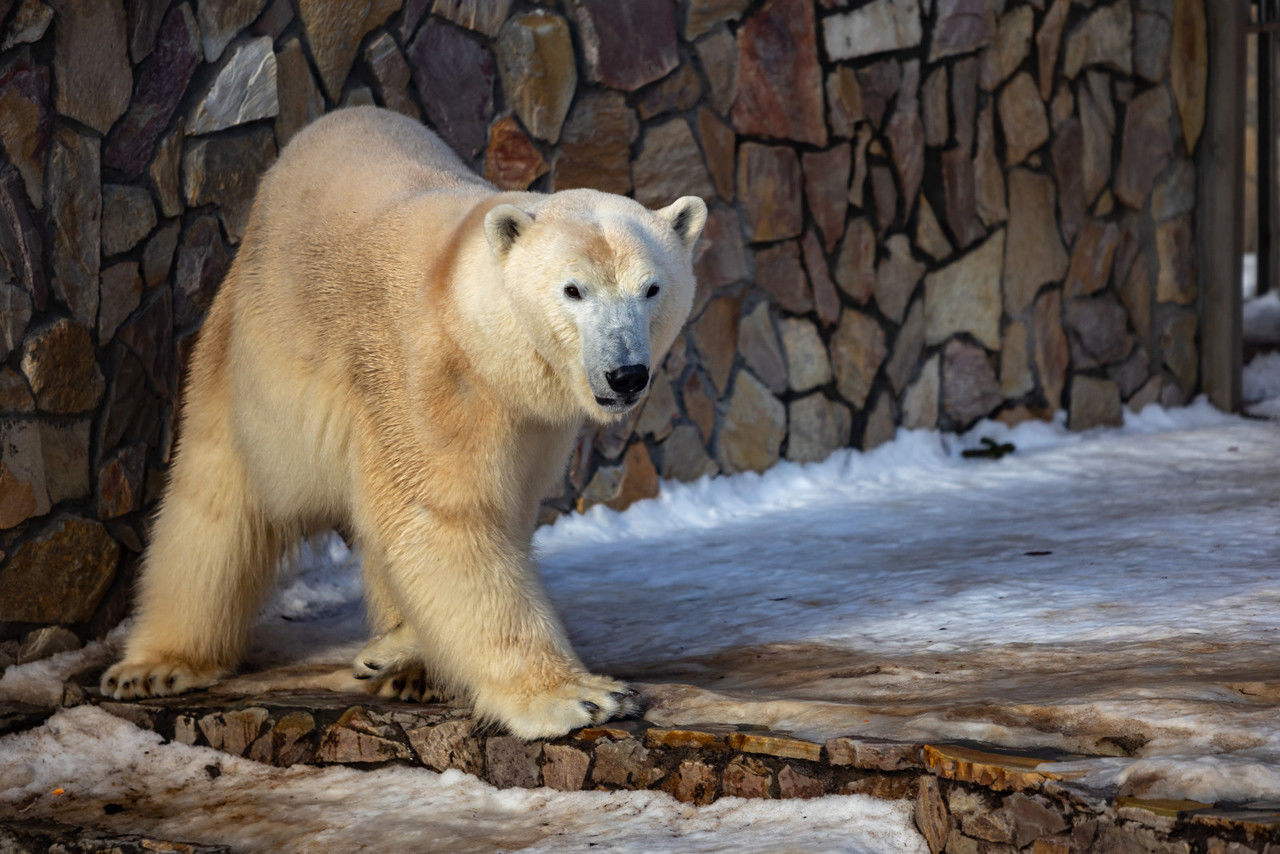 В Ленинградском зоопарке отмечают Международный день белого медведя