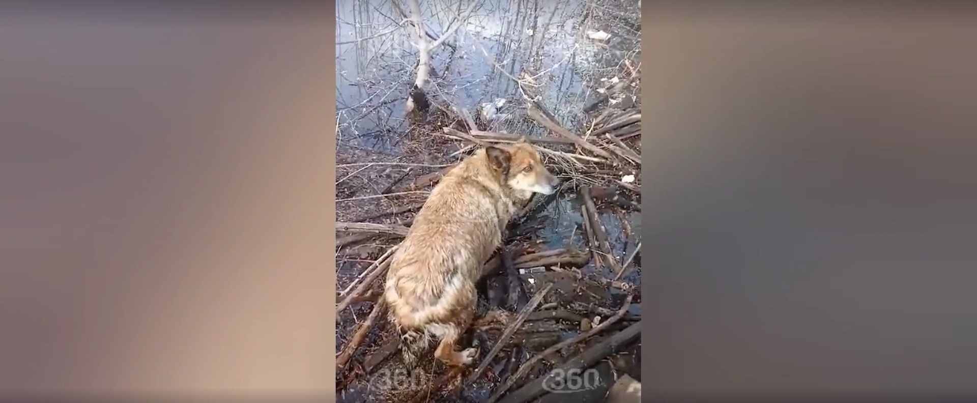 Животное увезли на лодке В Кургане местные жители помогают животным, которы...