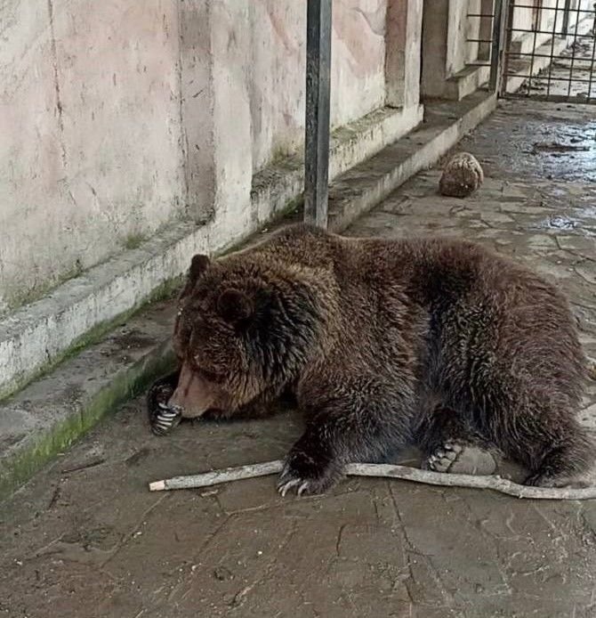 Медведей из евпаторийского зооуголка угостили сгущенкой, чтобы они меньше нервничали 
