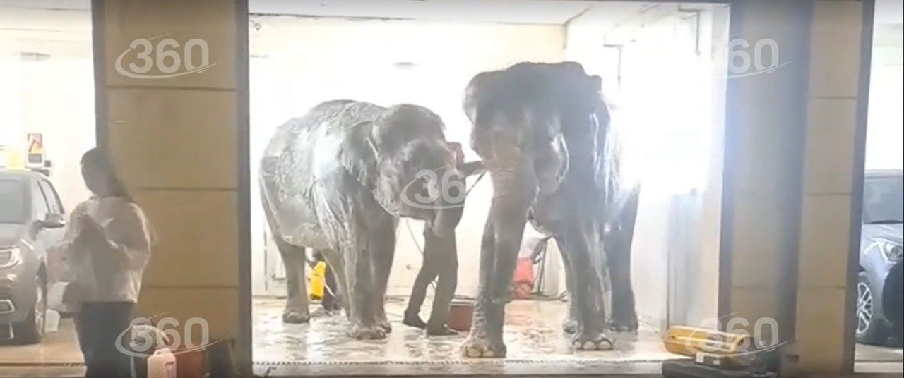 Гастролирующие по Северной Осетии цирковые слоны помылись на автомойке