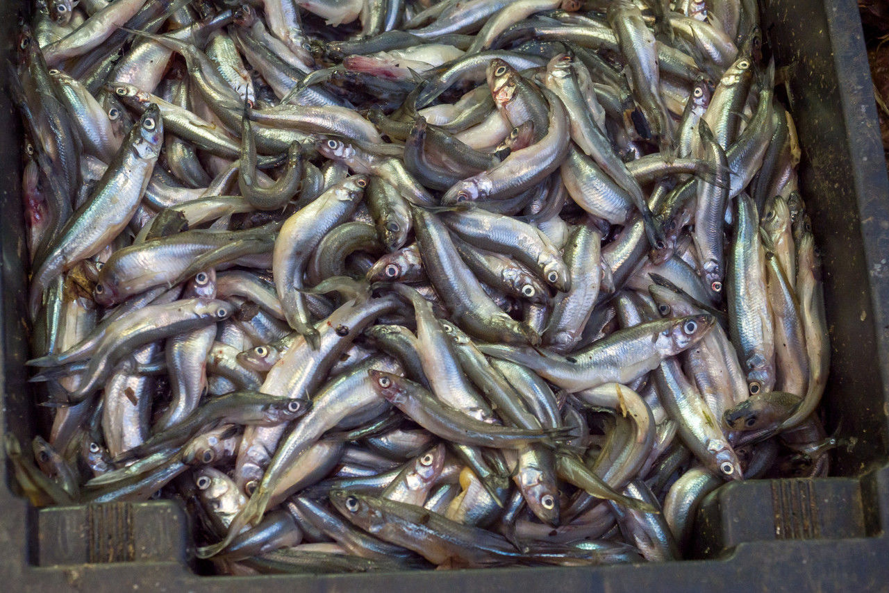 Шестаков: Россия за год должна экспортировать рыбы на 5,6 миллиарда долларов