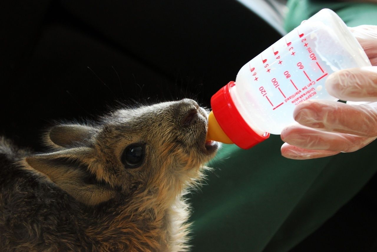 В нижегородском зоопарке выкормили трех новорожденных патагонских мар