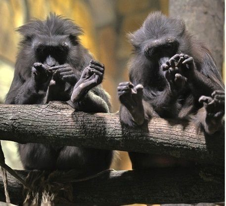 Во-первых, это красиво: в Ленинградском зоопарке показали, как обезьяны приводят в порядок ноготки