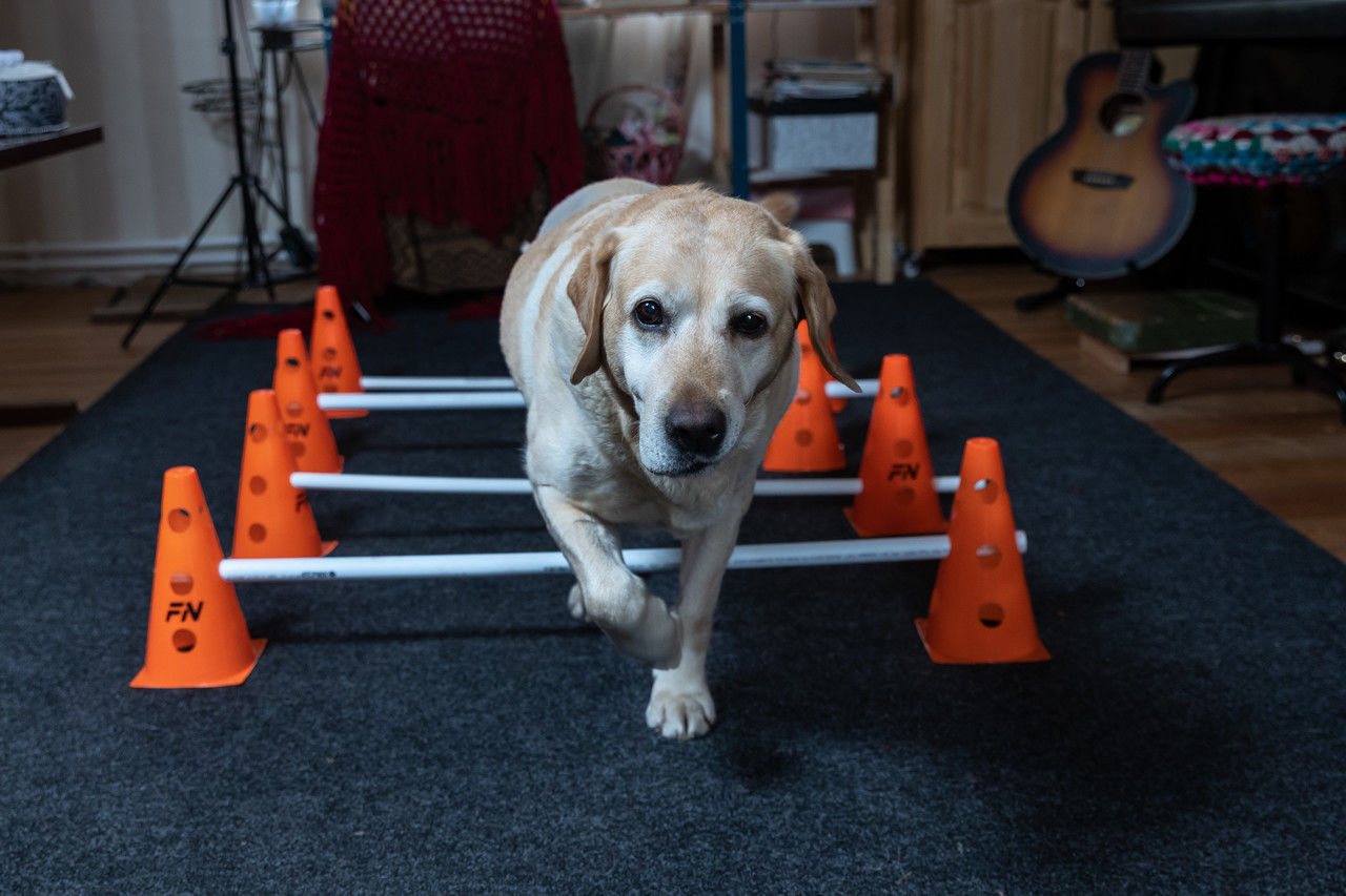 Кинолог Голубев назвал топ-5 спортивных пород собак для активного времяпровождения