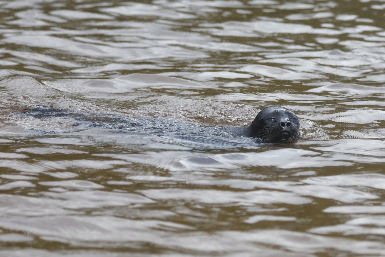 На побережье Финского залива появились знаки с инструкцией по спасению тюленей 