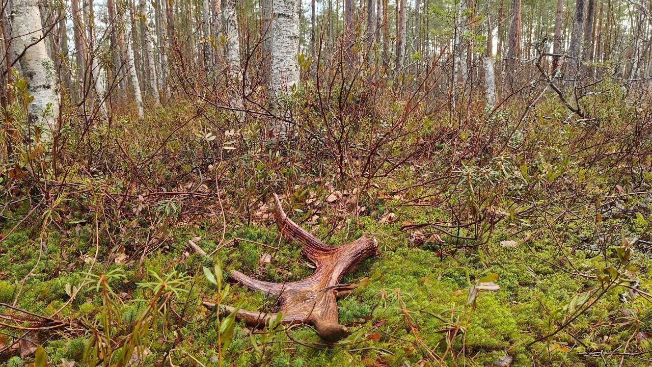 Павел Глазков рассказал, как искать лосиные рога в лесу