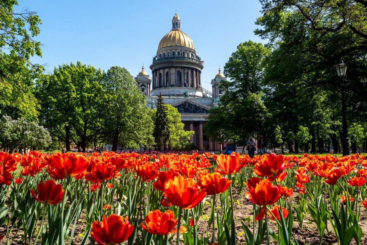Более 5 миллионов цветов высадят в Петербурге 