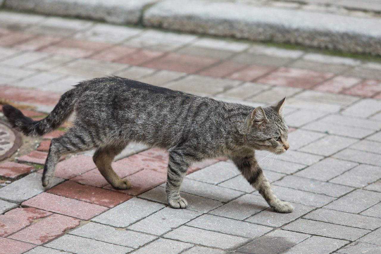 В Петербурге жители дома на Итальянской улице пытаются вызволить кошек из закрытого подвала 