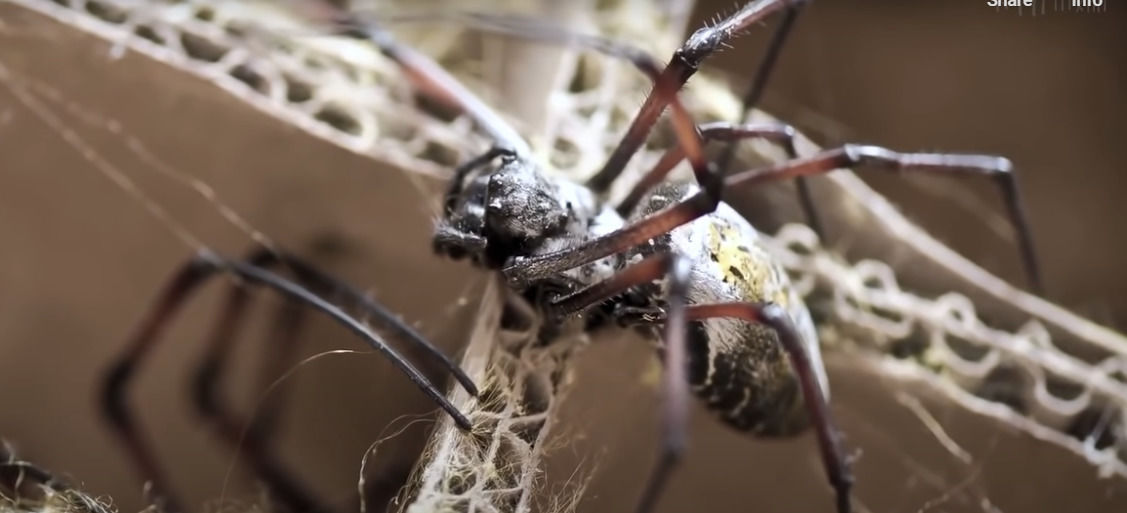 Ученые нашли паука с бронированными ногами 