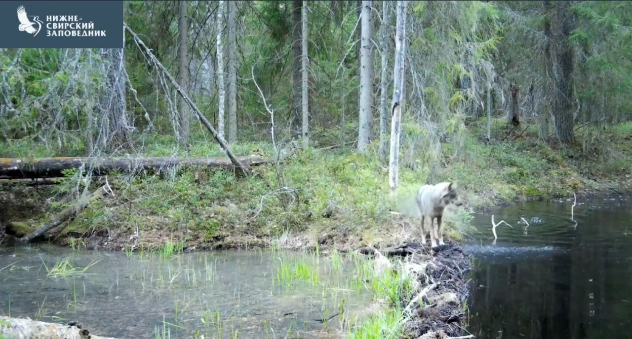 Нижне-Свирский заповедник показал остросюжетное видео неудачной охоты волка  на бобра