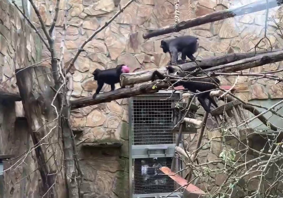 Видео: макаки в зоопарке развлекаются с новой кормушкой, имитирующей добычу  пищи